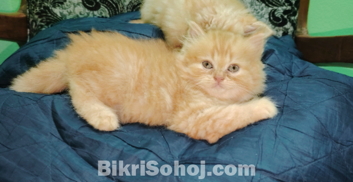 Traditional Persian Ginger Female And Black Ta Male